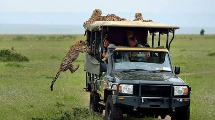 Amboseli safari